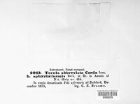 Torula abbreviata image